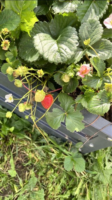 Фотография покупателя товара Семена Земляника "Роман", ц/п,  F1, 5 шт. - Фото 2