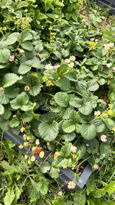 Фотография покупателя товара Семена Земляника "Роман", ц/п,  F1, 5 шт. - Фото 1