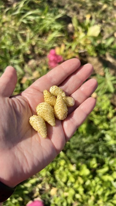 Фотография покупателя товара Семена Земляника Вайс Солемахер (белая) Ц/П 0,03г - Фото 1