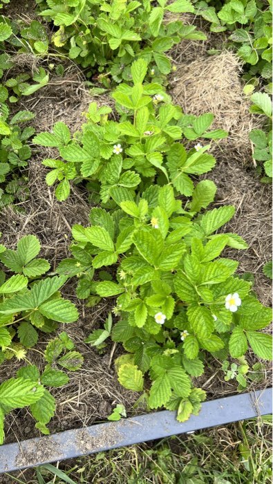 Фотография покупателя товара Семена Земляника "Холидей", ц/п,  ремонтантная, 0,03 г - Фото 1