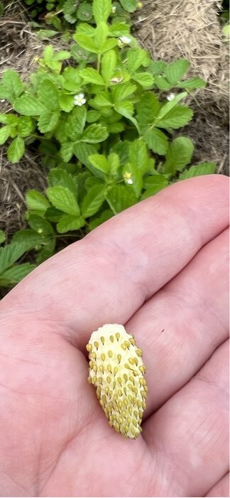 Фотография покупателя товара Семена Земляника "Холидей", ц/п,  ремонтантная, 0,03 г - Фото 2