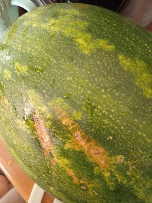 Фотография покупателя товара Семена Тыква мускатная Семейная, 5шт - Фото 11