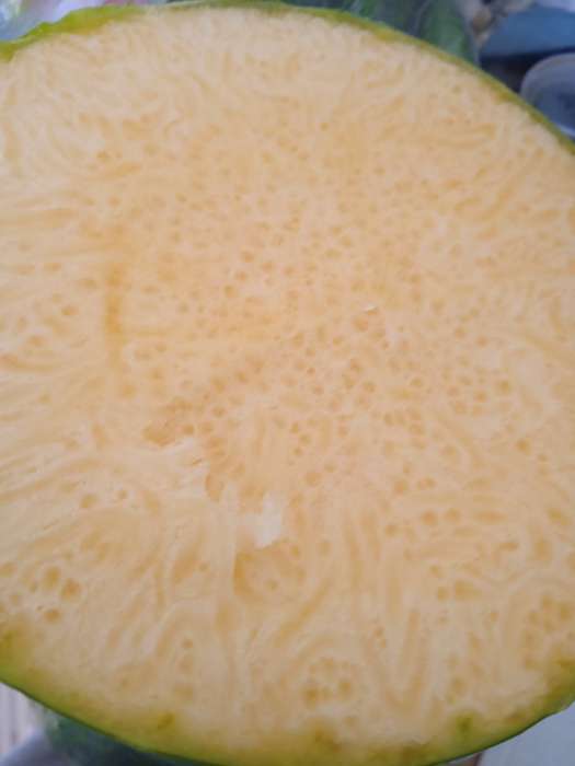 Фотография покупателя товара Семена Тыква мускатная Семейная, 5шт - Фото 8