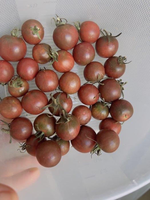 Фотография покупателя товара Семена Томат «Блэк черри», раннеспелый, индетерминантный, высокорослый, 20 шт. - Фото 1