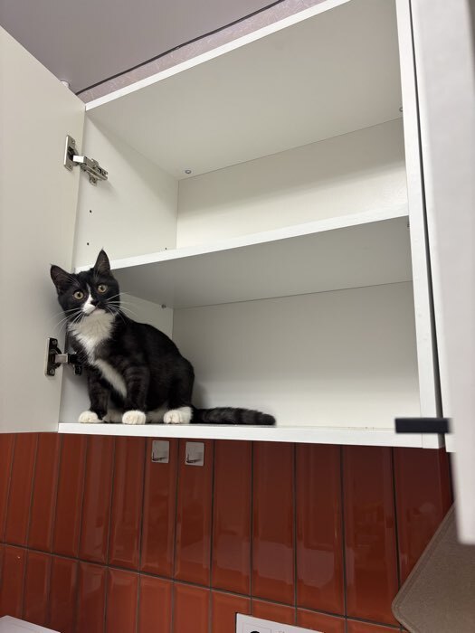 Фотография покупателя товара Шкаф навесной 600 Симпл, 600х300х600, Дуб золотой крафт/Белый - Фото 2