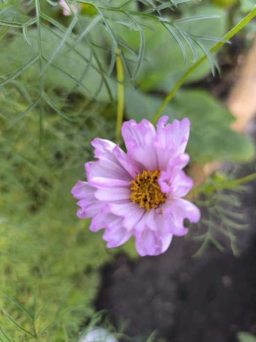 Фотография покупателя товара Семена цветов Космея махровая, О, 0,2 г - Фото 1