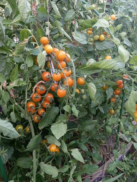 Фотография покупателя товара Семена Томат «Волшебная арфа», F1, индетерминантный, высокорослый, 10 шт., «ПОИСК» - Фото 1