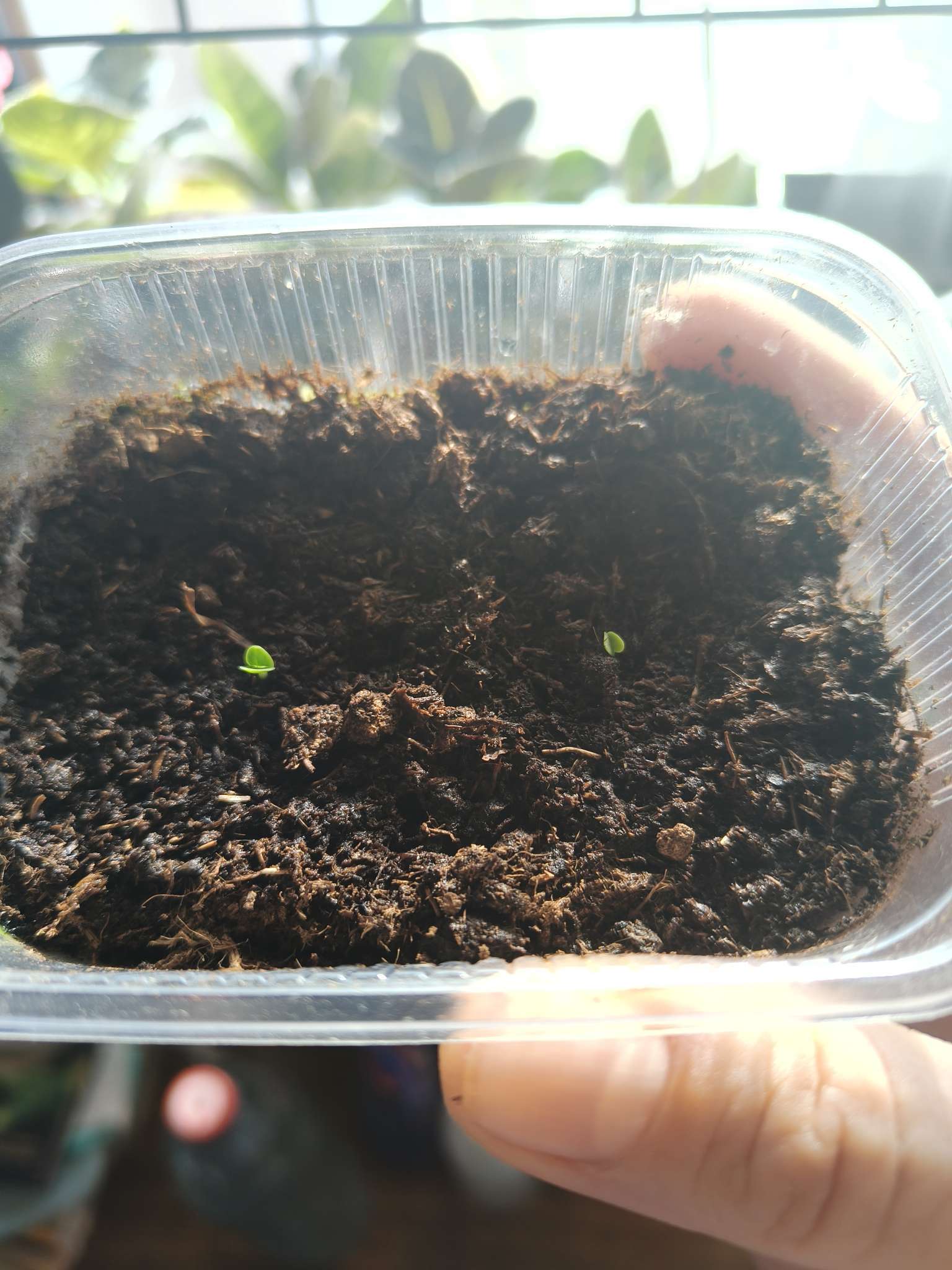 Фотография покупателя товара Семена Базилик овощной «Изумрудная башня», 10 шт., «Аэлита» - Фото 1