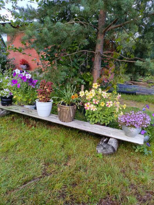 Фотография покупателя товара Семена Лобелия амп. "Регатта Лилак", драже, 8 шт - Фото 1