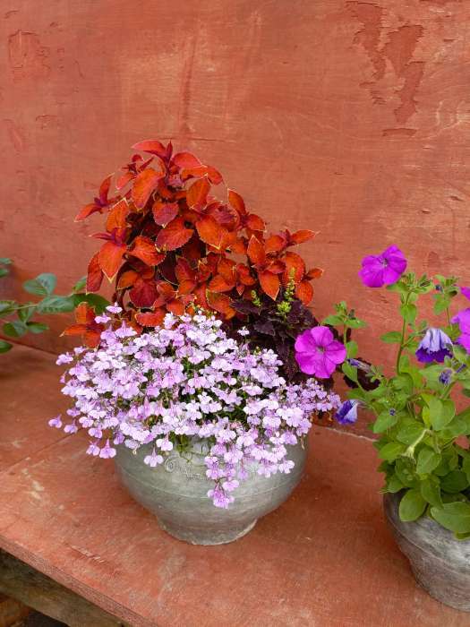 Фотография покупателя товара Семена Лобелия амп. "Регатта Лилак", драже, 8 шт - Фото 2