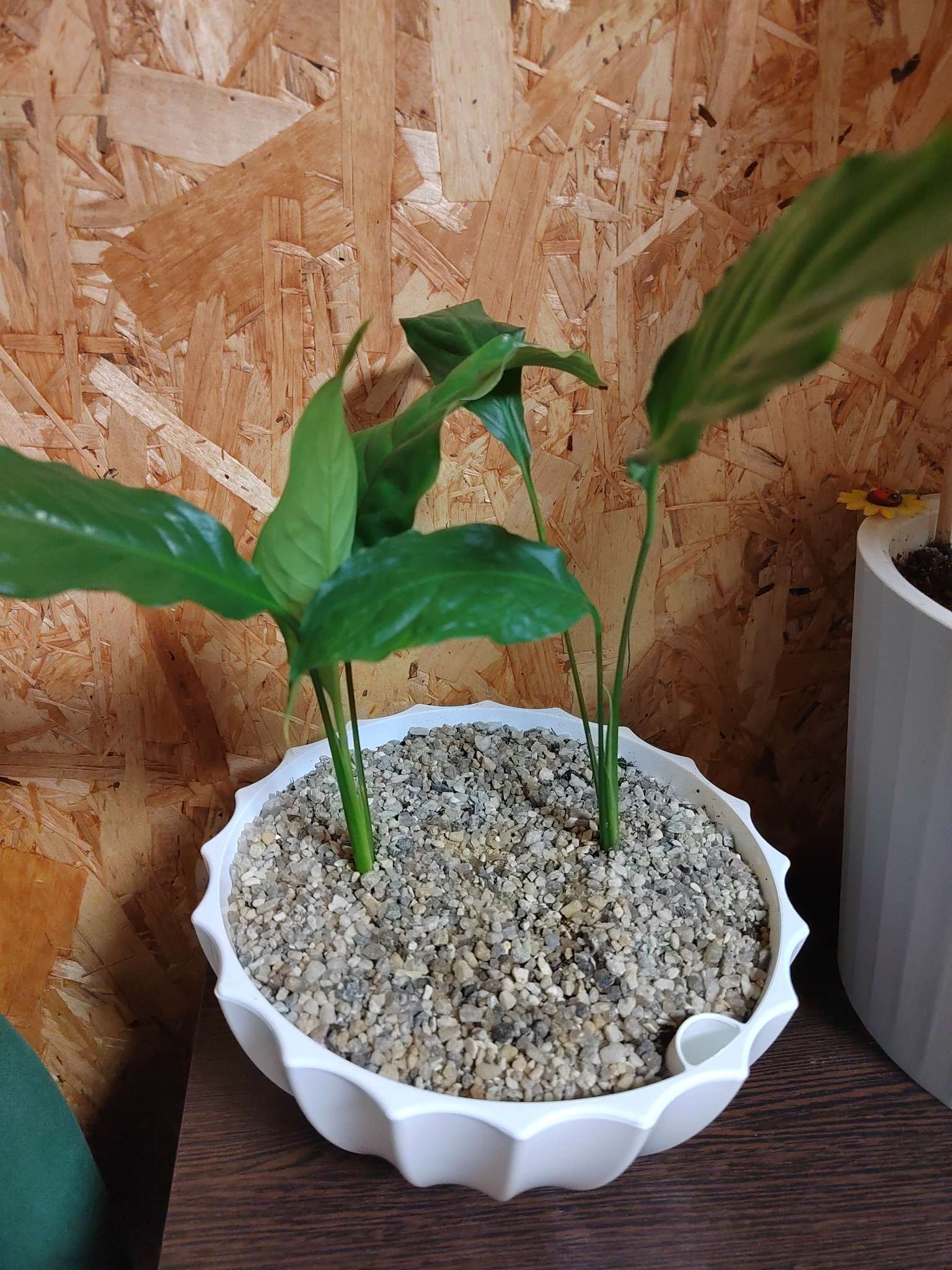 Фотография покупателя товара Кашпо для цветов с автополивом «Ракушка», 2.4 л, d=22 см, h=10, 5 см, белое - Фото 1