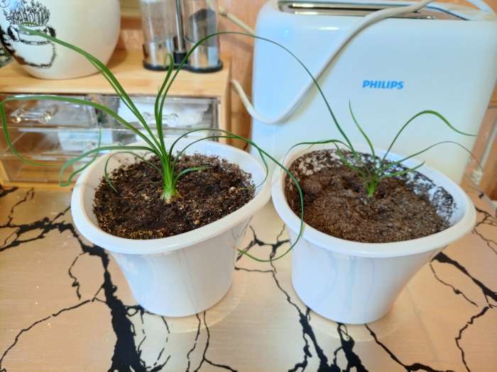 Фотография покупателя товара Семена комнатных цветов нолина «Бутылочное дерево», 3 шт. - Фото 1