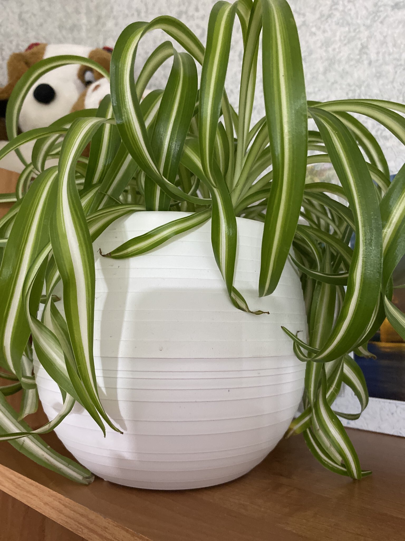 Фотография покупателя товара Горшок для цветов «Япония», 2 л, пластиковый, белый - Фото 1