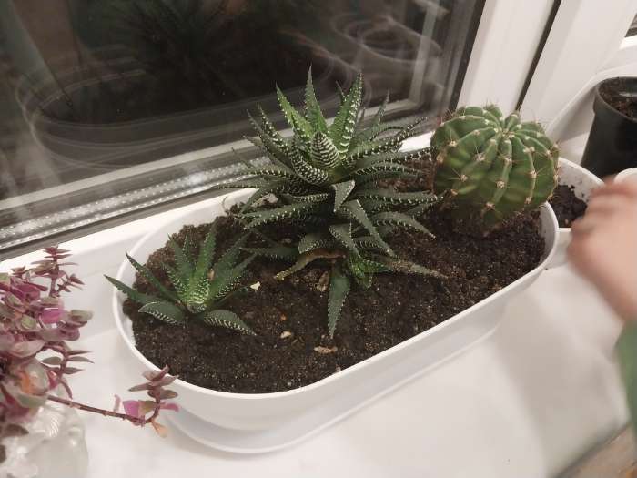 Фотография покупателя товара Горшок для кактуса с поддоном «Алиса», 900 мл, пластиковый, белый - Фото 2