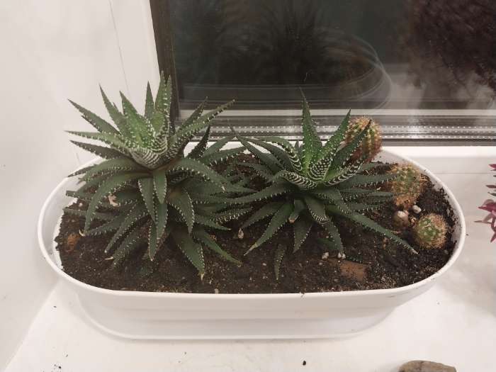 Фотография покупателя товара Горшок для кактуса с поддоном «Алиса», 900 мл, пластиковый, белый - Фото 1