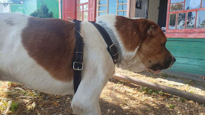 Фотография покупателя товара Шлейка кожаная «Караульная» на фетре, 3.6 см, ОШ 40-74 см, ОГ 95-110 см, чёрная - Фото 1