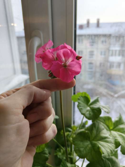 Фотография покупателя товара Семена цветов Пеларгония "Дансер Тауэр", смесь окрасок, F2, 5 шт. - Фото 1