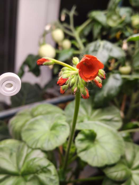 Фотография покупателя товара Семена цветов Пеларгония "Рафаэлла", оранжевая, F1, 5 шт - Фото 1