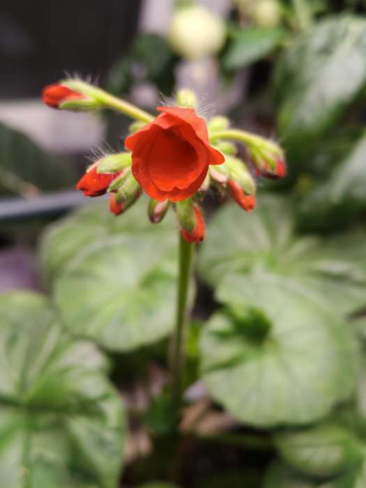 Фотография покупателя товара Семена цветов Пеларгония "Рафаэлла", оранжевая, F1, 5 шт - Фото 2