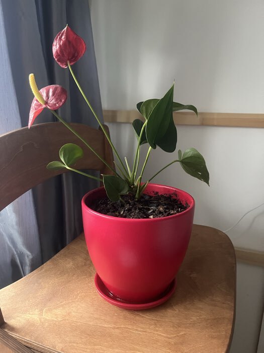 Фотография покупателя товара Горшок для цветов «Колор гейм», керамический, с поддоном, 2.5 л, красный - Фото 22