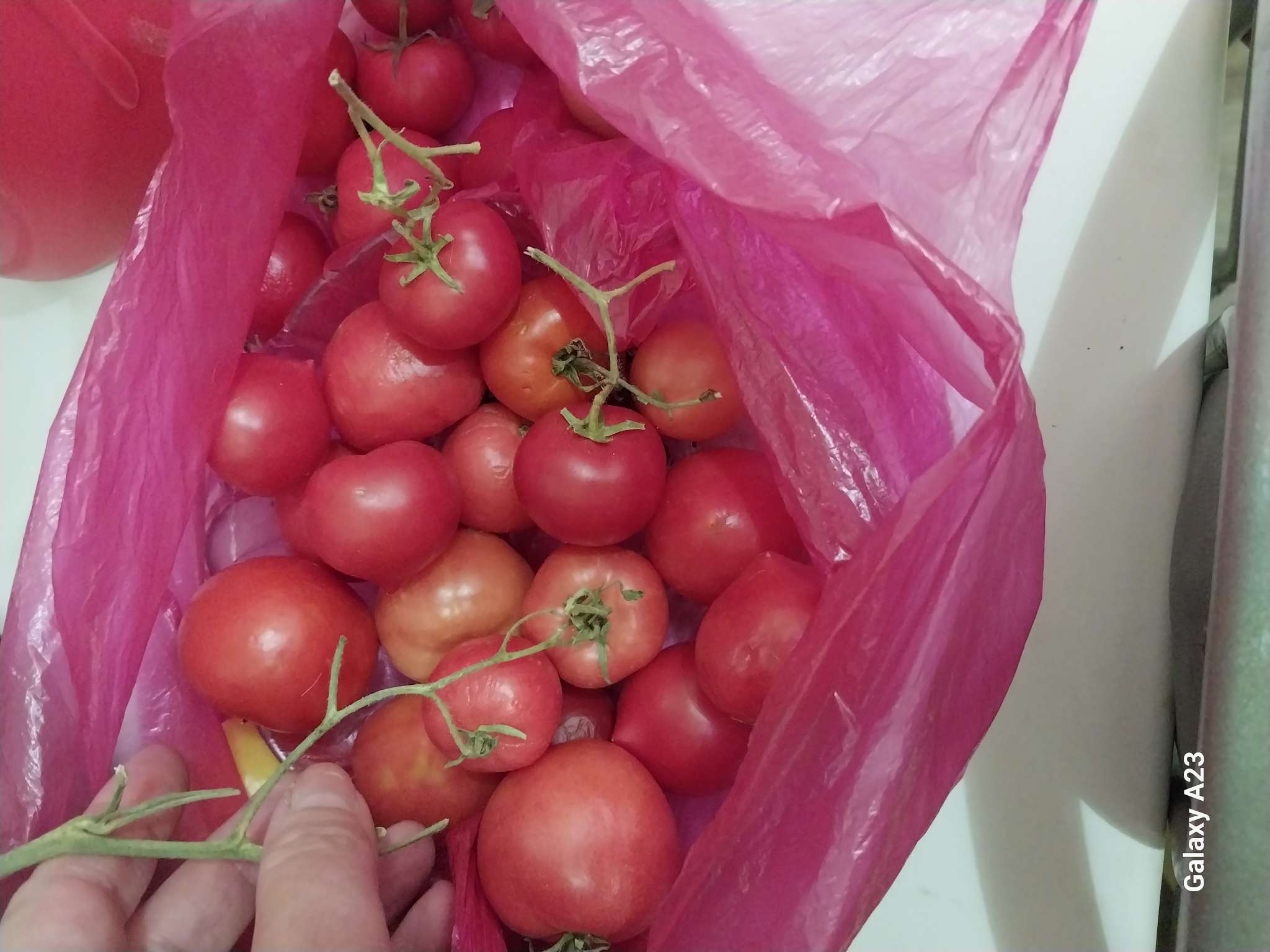 Фотография покупателя товара Семена Томат "Сибирский Скороспелый", цп,детерминантный,низкорослый, 0,1 г. - Фото 2