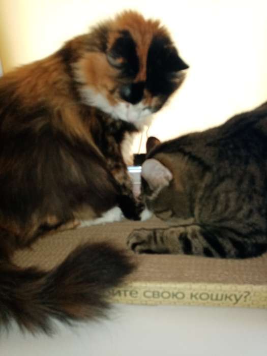 Фотография покупателя товара Домашняя когтеточка-лежанка для кошек, 56 × 30 см - Фото 14