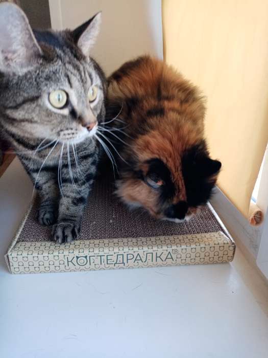 Фотография покупателя товара Домашняя когтеточка-лежанка для кошек, 56 × 30 см - Фото 13