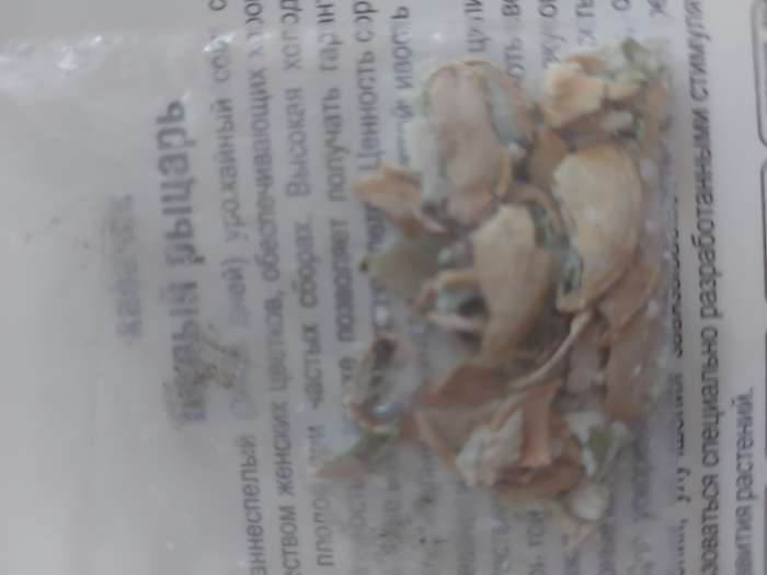 Фотография покупателя товара Семена Кабачок "Белый рыцарь", 5 шт. - Фото 1