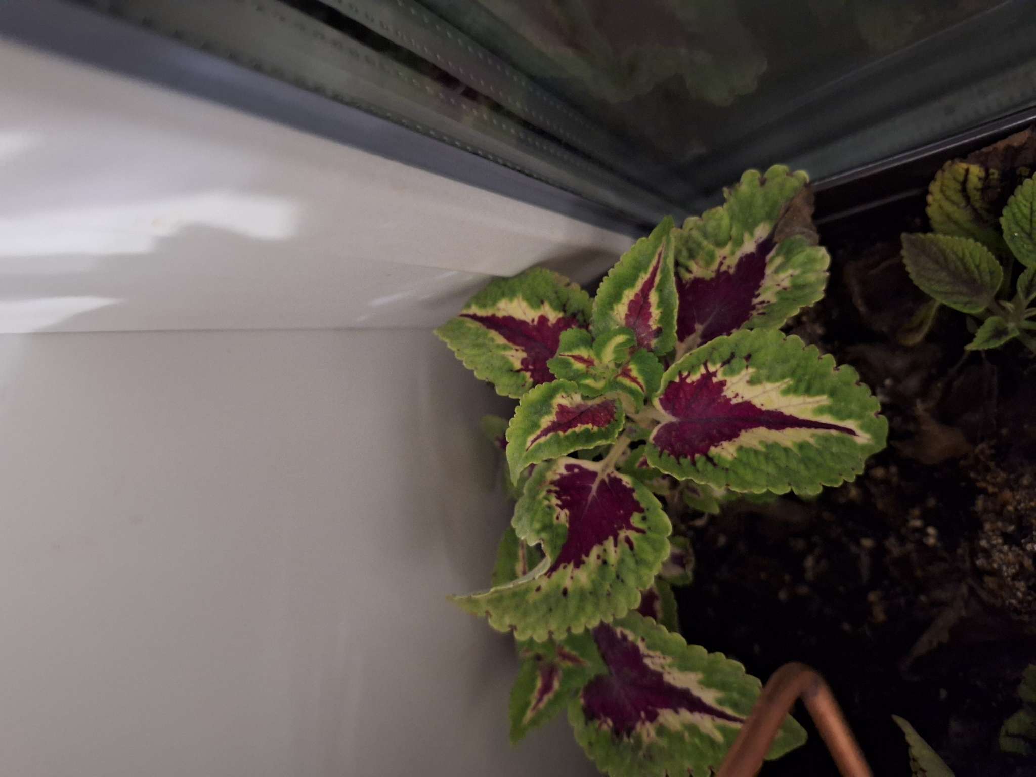 Фотография покупателя товара Семена Колеус блюме "Волшебные Искорки",  10 шт - Фото 1