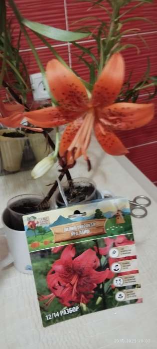 Фотография покупателя товара Лилия Тигровая Red Life, луковица в пакете с перфорацией, р-р 12/14, 2 шт. - Фото 739