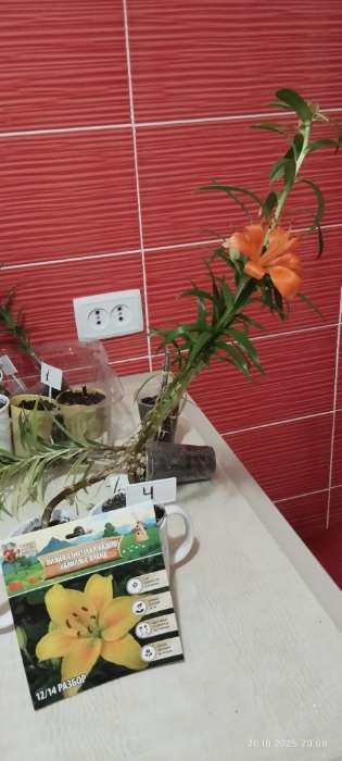 Фотография покупателя товара Лилия Азиатская Кашпо «Abbeville's Pride», луковица в пакете с перфорацией, р-р 12/14, 2 шт. - Фото 739