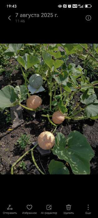 Фотография покупателя товара Семена Тыква "Медовая крошка", набор 5 шт - Фото 1