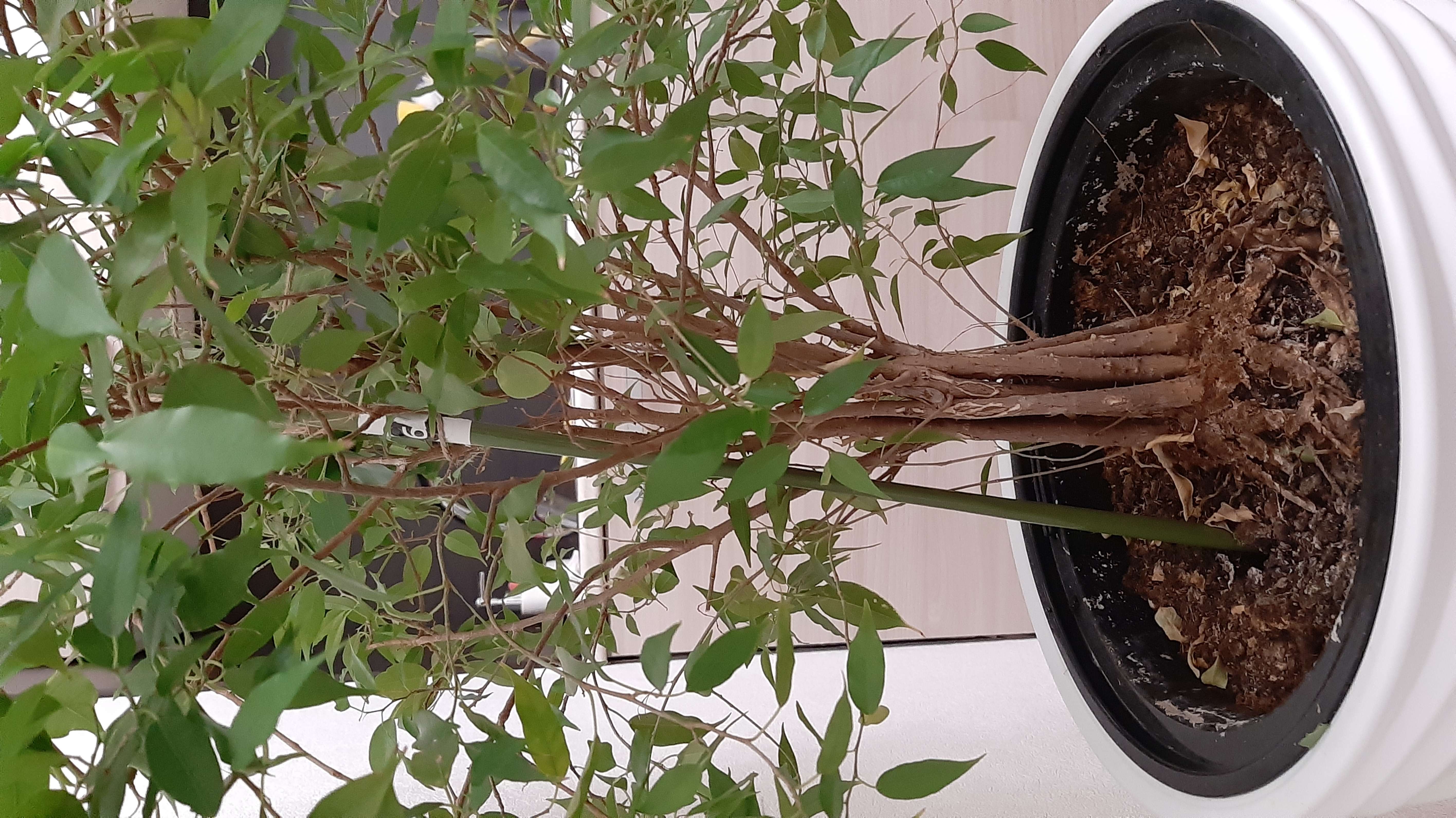 Фотография покупателя товара Опора для растений, h = 60 см, d = 8 мм, бамбук в пластике - Фото 1