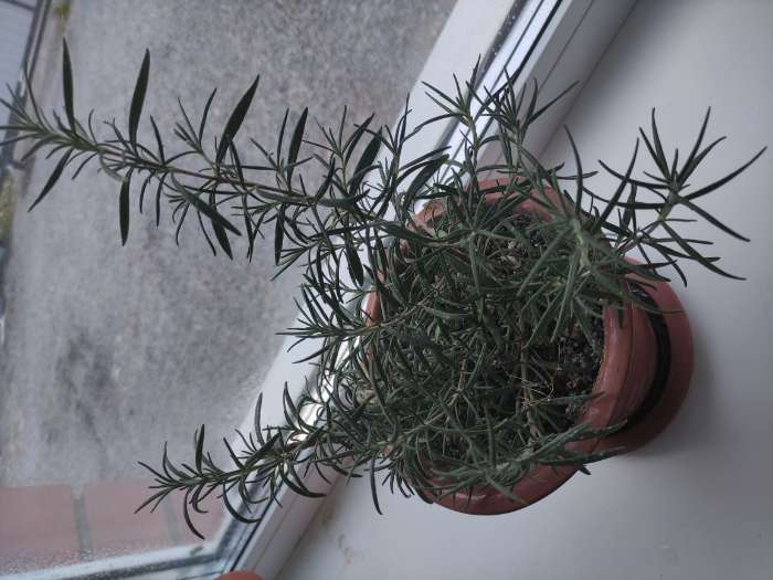 Фотография покупателя товара Семена Розмарин лекарственный "Росинка" 10 шт - Фото 1