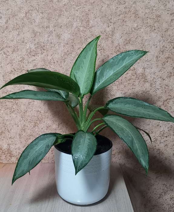 Фотография покупателя товара Кашпо для цветов со вставкой «Линель», 2.7 л, d=16 см, h=16 см, пластик, белое - Фото 2