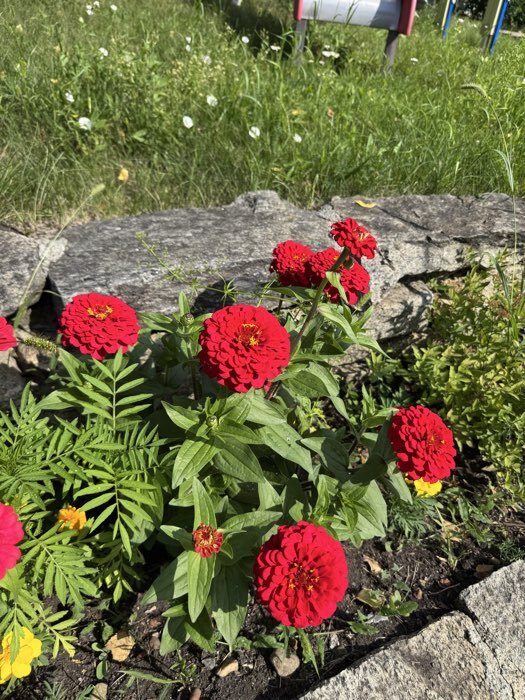 Фотография покупателя товара Семена цветов Цинния низкорослая Румба Розовая, 0,1гр - Фото 1