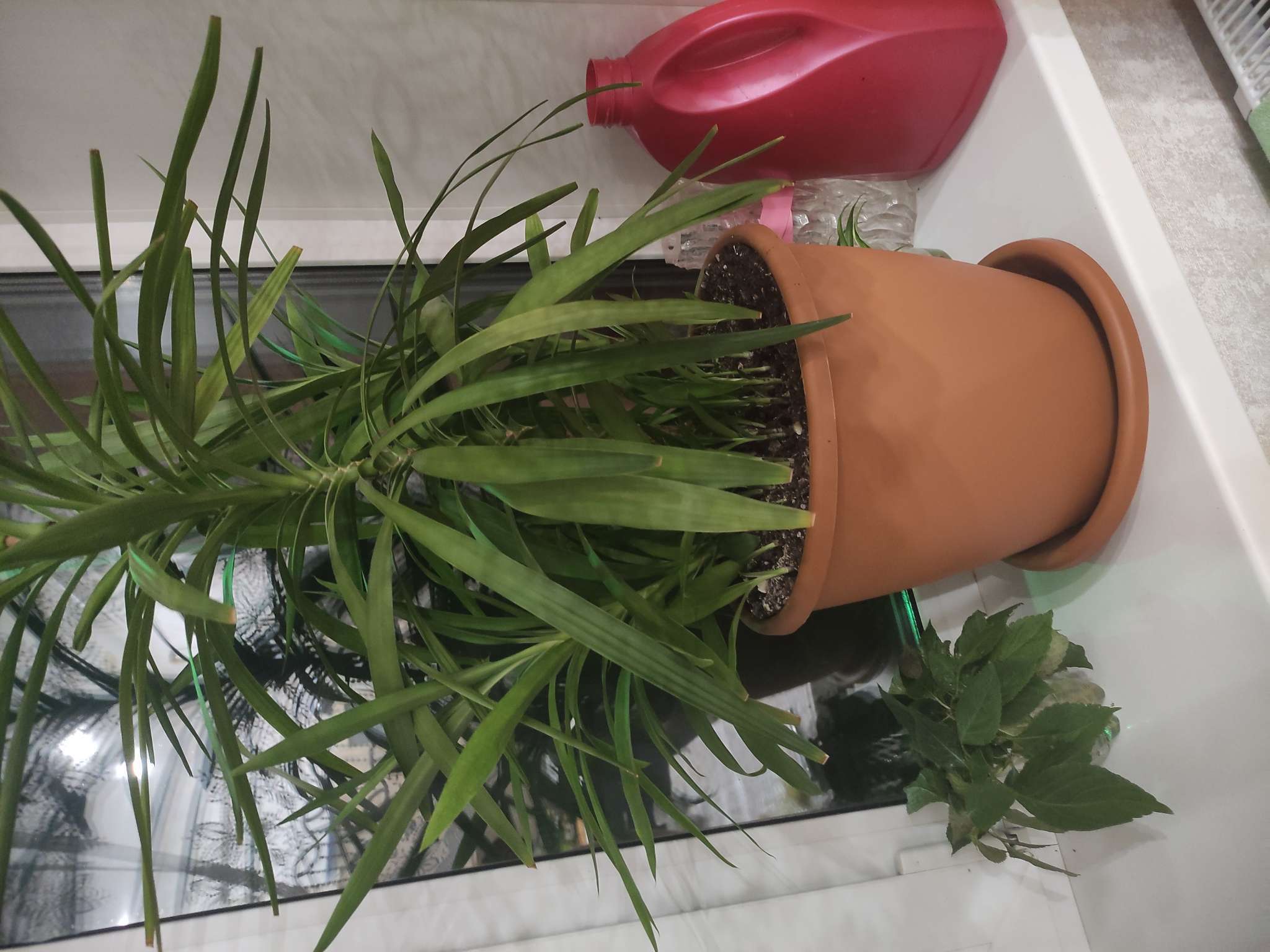 Фотография покупателя товара Горшок для цветов с поддоном «Альтернатива. Афина», 11 л, пластиковый, белый - Фото 1