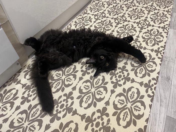 Фотография покупателя товара Коврик SL Home Cotton, 60×90 см, серый, молочный, хлопок 50% - Фото 2