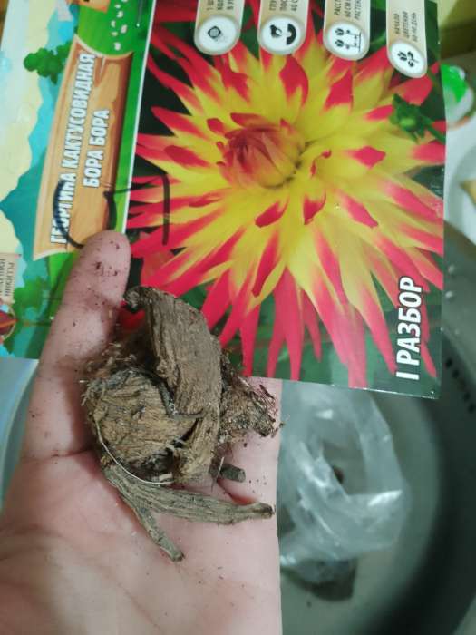 Фотография покупателя товара Георгина Кактусовидная BORA BORA, клубнелуковица в упаковке, р-р I, 1 шт. - Фото 171