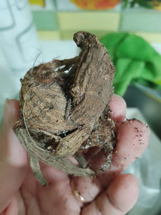 Фотография покупателя товара Георгина Кактусовидная BORA BORA, клубнелуковица в упаковке, р-р I, 1 шт. - Фото 172