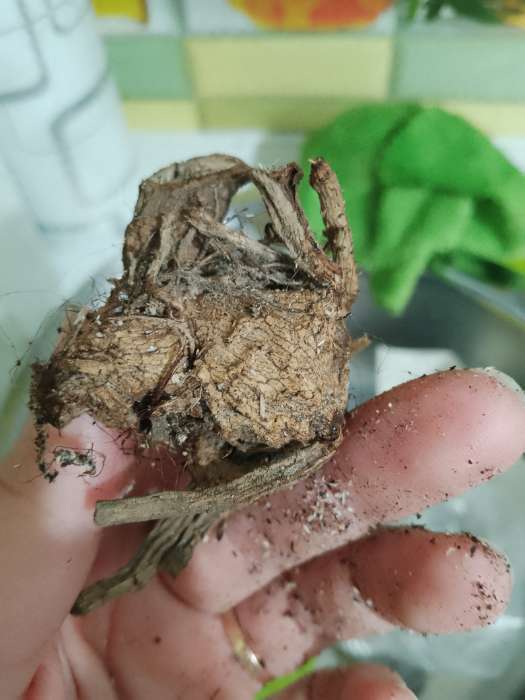 Фотография покупателя товара Георгина Кактусовидная BORA BORA, клубнелуковица в упаковке, р-р I, 1 шт. - Фото 169