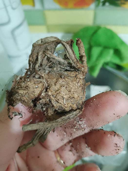 Фотография покупателя товара Георгина Кактусовидная BORA BORA, клубнелуковица в упаковке, р-р I, 1 шт. - Фото 170