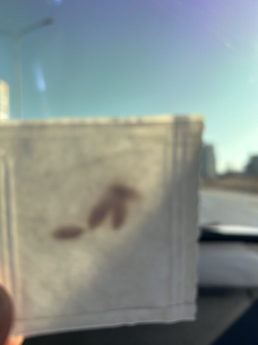 Фотография покупателя товара Семена Огурец «Эколь» F1, раннеспелый, партенокарпический, 5 шт., «Престиж семена» - Фото 2