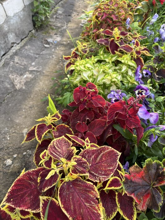 Фотография покупателя товара Семена цветов Колеус Визард Жаде, 10шт - Фото 1