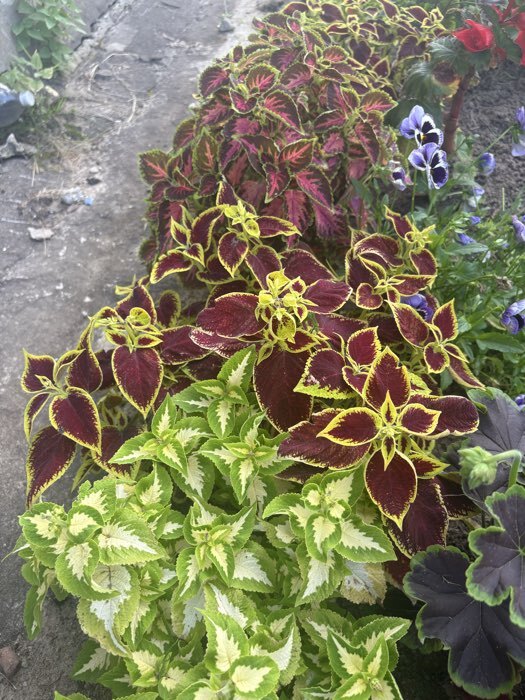 Фотография покупателя товара Семена цветов Колеус Визард Жаде, 10шт - Фото 2