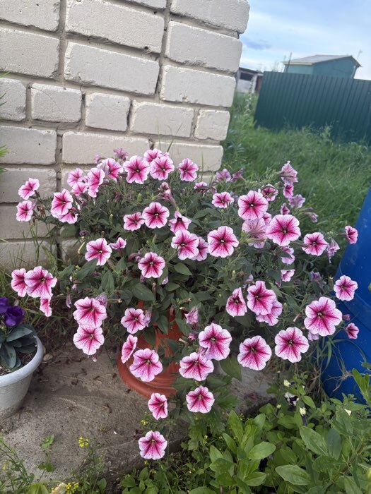 Фотография покупателя товара Семена Цветов Петуния "Опера суприм Респберри", 5 шт - Фото 2