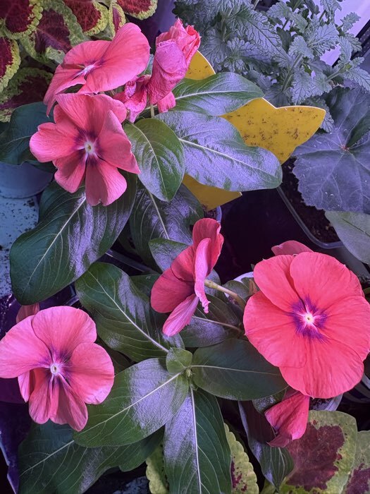 Фотография покупателя товара Семена цветов Катарантус "Тату Мандарин", 7 шт - Фото 1