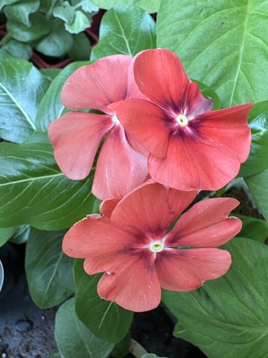 Фотография покупателя товара Семена цветов Катарантус "Тату Мандарин", 7 шт - Фото 2