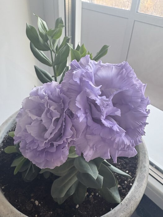 Фотография покупателя товара Семена Цветов Эустома «Корелли», F1, лавандовая, пробирка, «Агрофирма АЭЛИТА», 5 шт. - Фото 1