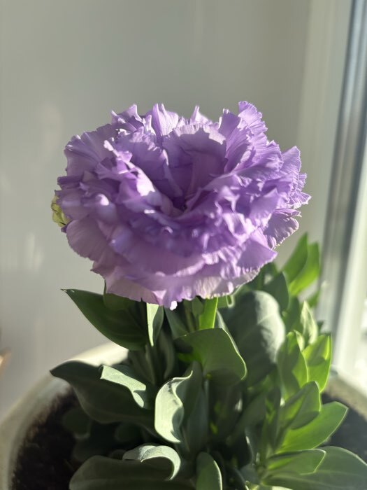 Фотография покупателя товара Семена Цветов Эустома «Корелли», F1, лавандовая, пробирка, «Агрофирма АЭЛИТА», 5 шт. - Фото 2